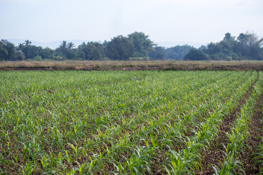 Row of young corn sprouts. Corn cultivation. Close-up of a corn sprout in the field.