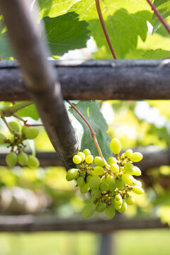 Winegrapes bush with fresh vibrant green leaves and very small grapes in the spring