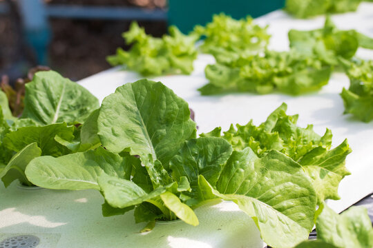  fresh organic hydroponic vegetable plantation produce green salad hydroponic farm.