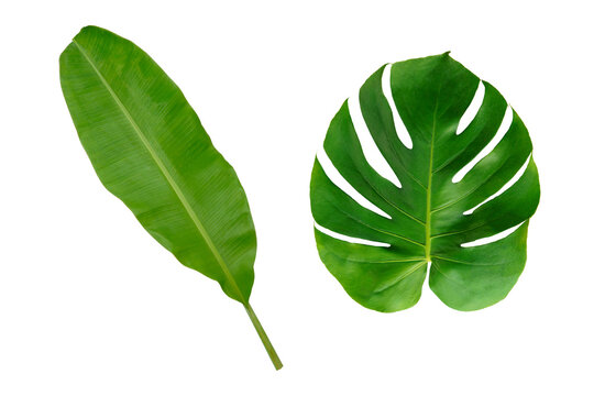 Monstera and banana green leaf isolated on white background.