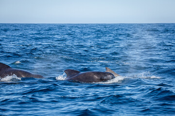 Fototapeta premium Dolphin group surfacing during sunny day in the arctic waters, Norway