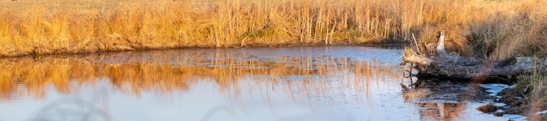 Obraz premium A panorama of an autumn lake with a snag on the shore and yellow grass illuminated by the setting sun 