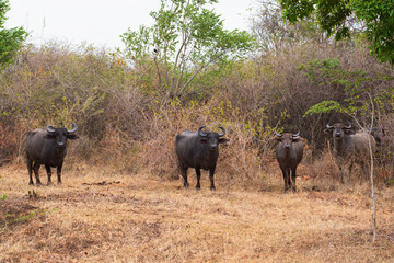 Fototapeta premium Water buffalo standing in dry grassland in Udawalawe National Park, Sri Lanka, photographed on safari in a natural wildlife and rural landscape.