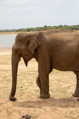 Obraz premium Wild Asian elephant walking through grassland in Udawalawe National Park, Sri Lanka, photographed on safari in a protected wildlife conservation area.