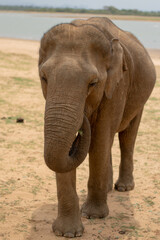 Fototapeta premium Close-up view of a wild Asian elephant in Udawalawe National Park, Sri Lanka, highlighting texture, scale, and wildlife conservation on safari.