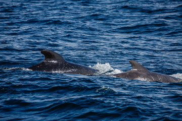 Fototapeta premium Dolphin group surfacing during sunny day in the arctic waters, Norway
