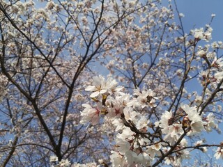 Close-up of Cherry Blossoms with Soft Bokeh Background