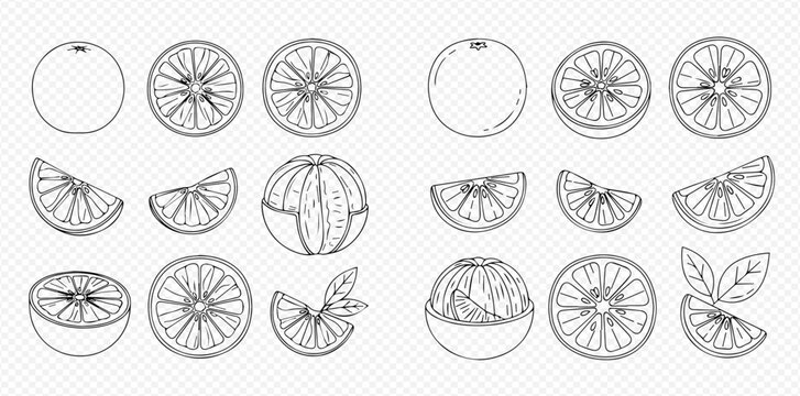 Set of hand-drawn citrus fruits, oranges and lemons, whole, sliced, and peeled, vector illustration.