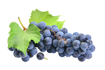 Fototapeta premium Bunch of grapes isolated on white background