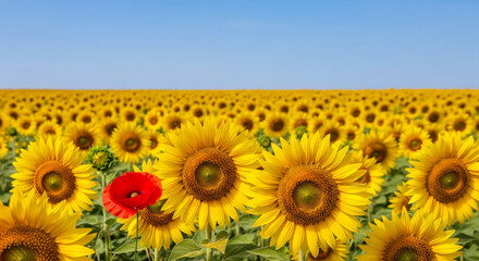 Obraz premium Extensive sunflower field with clear blue sky. A single red poppy provides contrast, symbolizing beauty, natural wonder, and agricultural abundance