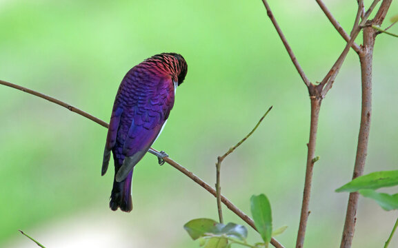 Rear view of a Violet-backed Starling, Sabi Sands, South Africa
