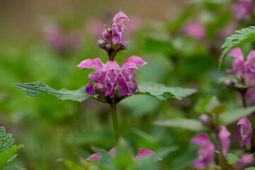 Purpurrote Taubnessel - Lamium purpureum (Lamiaceae)
