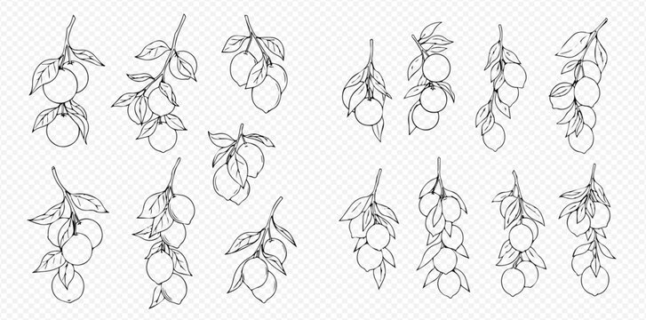 Set of hand-drawn citrus branches with fruits and leaves, black and white line art illustration.