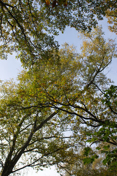 View through tree canopy at blue sky in late summer in the UK