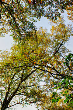 View through tree canopy at blue sky in late summer in the UK