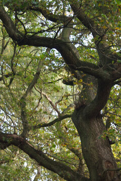 View through tree canopy at blue sky in late summer in the UK