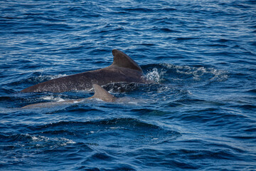 Naklejka premium dolphin appearing behind boat