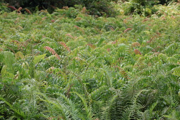 Ferns grow abundantly across wide open lands, forming lush green carpets that thrive in moist, shaded environments, green fern leaves