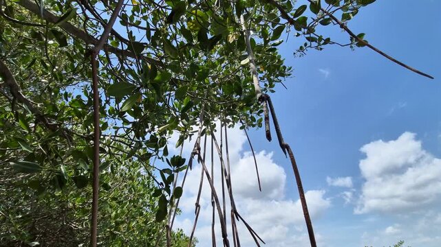 Mangrove Propagules Hanging in Tropical Forest with Clear Blue Sky Background.