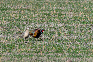 Fototapeta premium Jagdfasan Pärchen im Frühjahr während der Balz 
