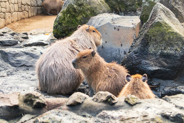 Group of Capybaras Relaxing in a Steamy Citrus Onsen