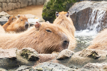 Group of Capybaras Relaxing in a Steamy Citrus Onsen