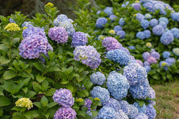 Garden bigleaf hydrangea bushes with blue and purple blooms, yellow buds. Hydrangea macrophylla