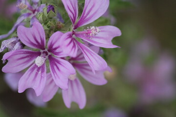 Fototapeta premium Close-up of Purple Striped Malva Sylvestris Zebrina Flower in Bloom
