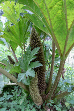 Flowering gunnera tinctoria with giant cone-shaped inflorescences