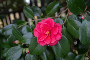 Fototapeta premium Bright pink double camellia japonica flower with yellow stamens and glossy leaves