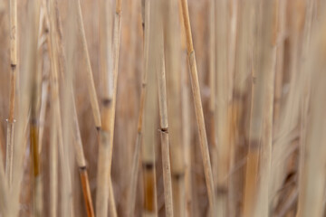 Atmospheric Dry Yellow Reed Background