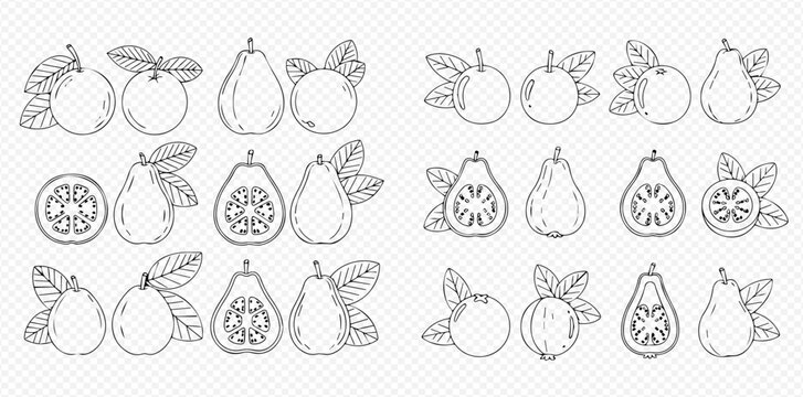 Set of hand-drawn guava illustrations, whole and sliced, with leaves, in outline style.