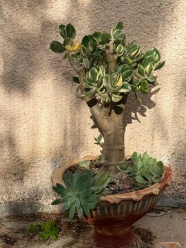 A money tree plant grows in a brown pot on the ground. Sunlight shines on the leaves. Other small plants are around the base of the pot. The wall behind the plant is light in color.