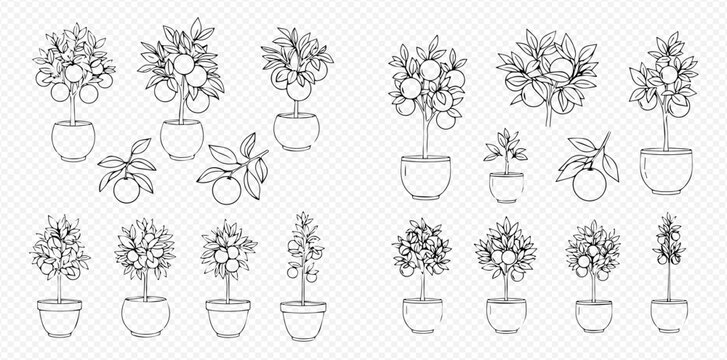 Set of hand-drawn potted citrus trees, branches, and fruits in various sizes and styles, perfect for botanical illustrations.