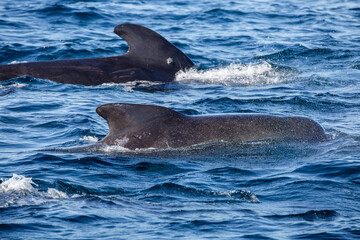 Obraz premium Dolphin group surfacing during sunny day in the arctic waters, Norway