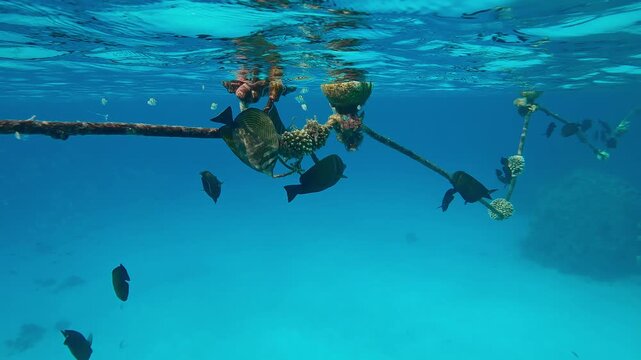 Group of Red Sea Sailfin Tang, Zebrasoma desjardinii eating organic growth on a buoy rope below the surface of turquoise water, feeding microalgae from it.