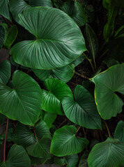 Lush Tropical Green Leaves Background. Top View Close-up of Heart-Shaped Foliage in a Dense Garden