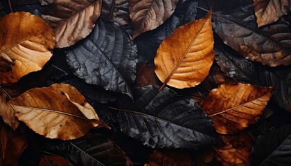 Autumnal Leaves - A Study in Texture and Color.