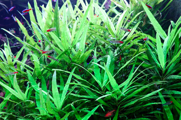 Fototapeta premium ​A school of small vibrant tetra fish swims among dense green aquatic plants in a well-maintained freshwater aquarium. The rich contrast between the lush green leaves and red accents on the fish bodie
