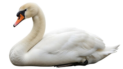 Obraz premium White Swan Bird Symbol Of Elegance And Grace On Isolated Transparent Background