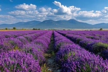 Fototapeta premium Scenic lavender rows under bright summer sun