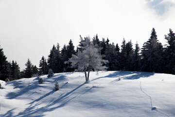 snow covered trees