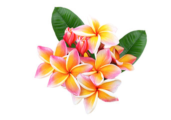 yellow.,red  and Pink Plumeria beautiful , frangipani flowers isolated on transparent. © siriratsavett88