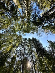 Obraz premium trees in the forest