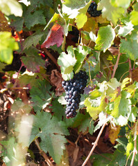 Obraz premium Ripe black grape cluster hanging on vine in sunlit vineyard