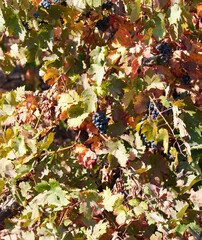 Obraz premium Ripe black grapes on vine with colorful autumn leaves in vineyard