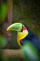 Fototapeta premium green-billed toucan