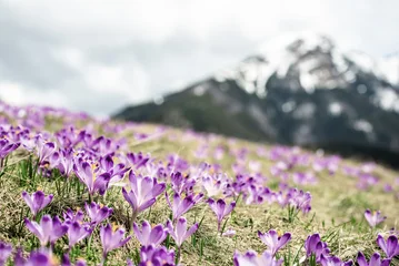 Dolina Chocholowska with blossoming purple crocuses or saffron flowers,Tatra mountains, Poland. © Roxana