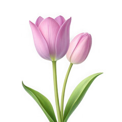 Fototapeta premium Vibrant pink and soft blush tulips elegantly stand against a stark black background