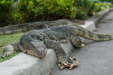 Large monitor lizard resting on curb in urban park setting